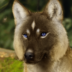 Char Avatar