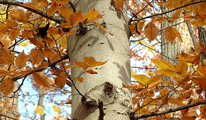 American Beech