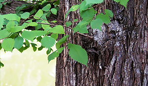 American Elm