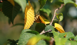 American Elm