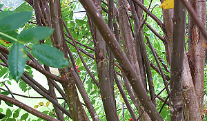 Mountain Ash