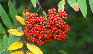 Mountain Ash