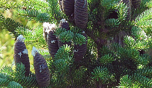 Balsam Fir