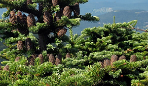 Balsam Fir