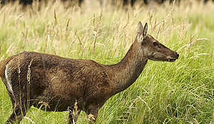 Red Deer